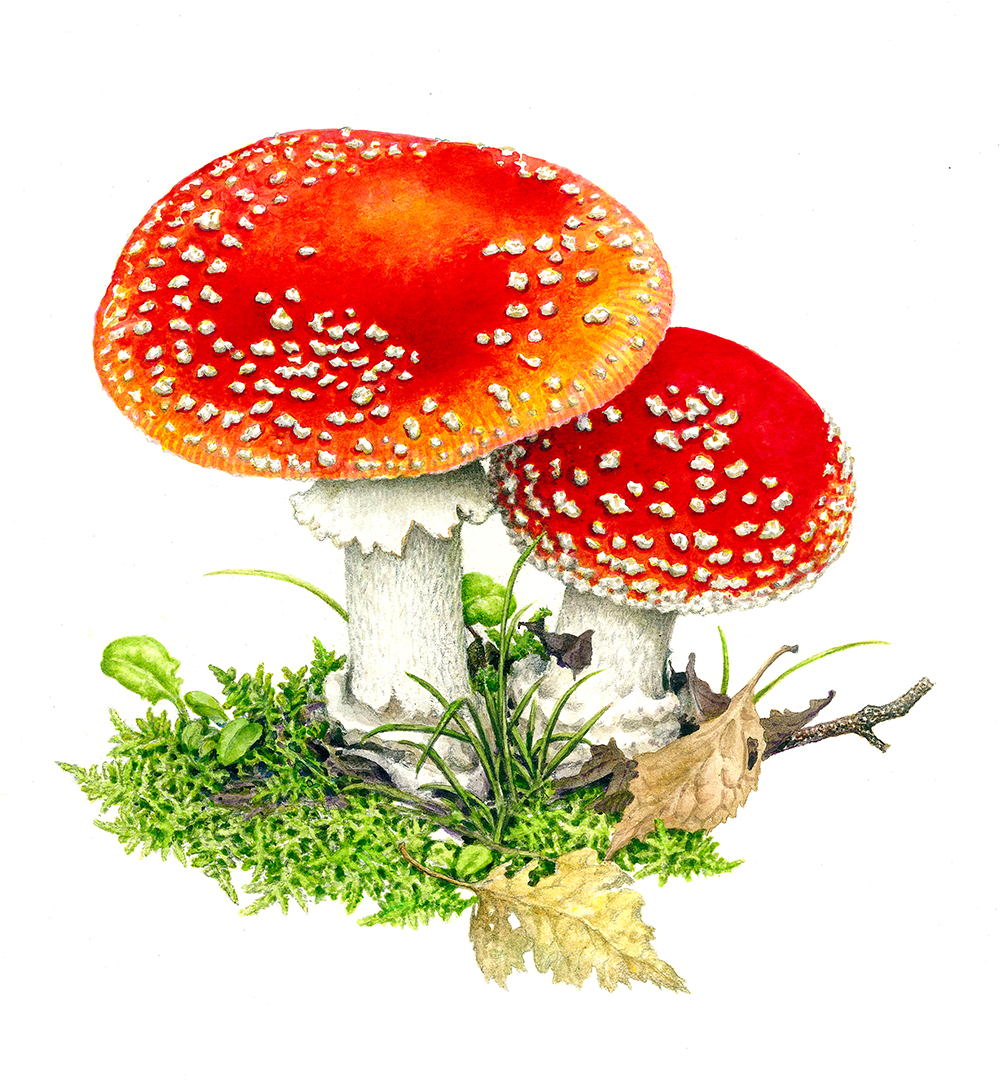 小林路子 画集「きのこ」1993年 初版 山と溪谷社 小林路子 画集「きのこ」1993年 初版 山と溪谷社