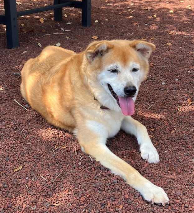 A　（60代・男性）